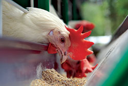Poultry Feeding and Nutrition