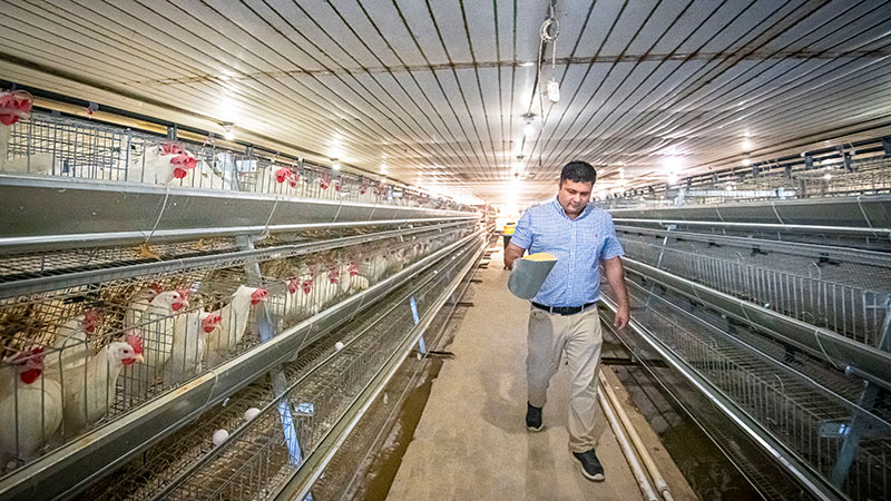 Student walking through poultry barn with feed in a scoop